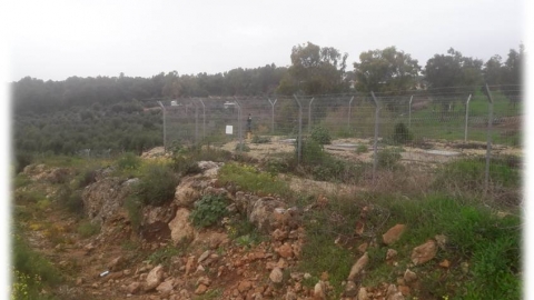 נורית 2.jpg
